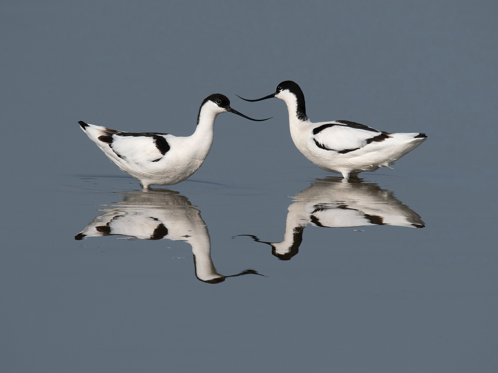 1st Place in Nature Digital - Avocets by Anthony Hull