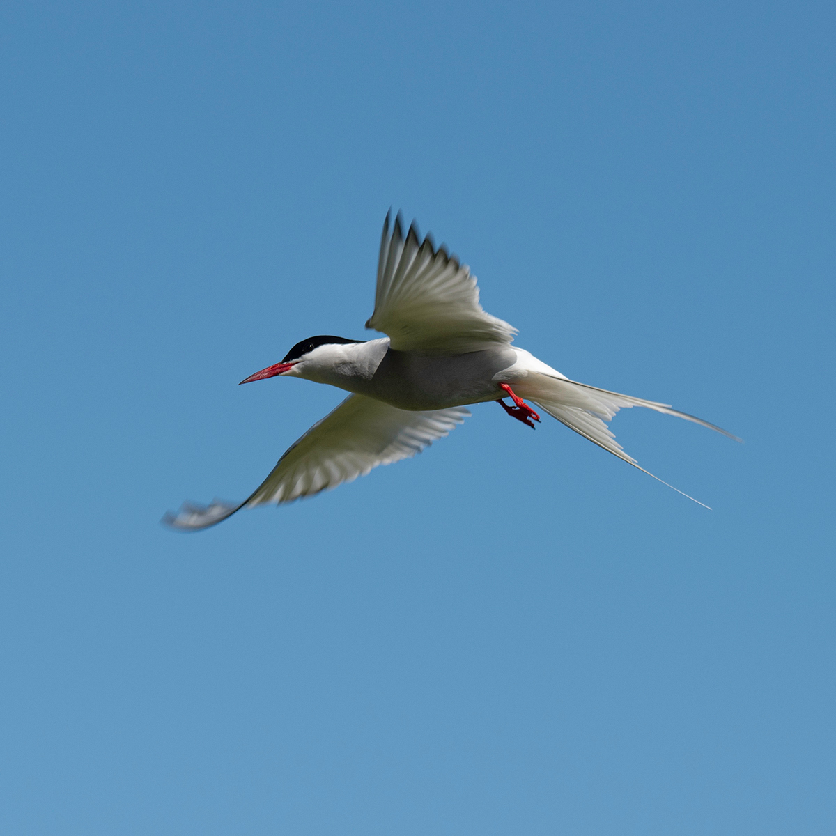 Commended in Nature Digital - Arctic Tern In Flight by Anthony Hull