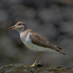 Common Sandpiper