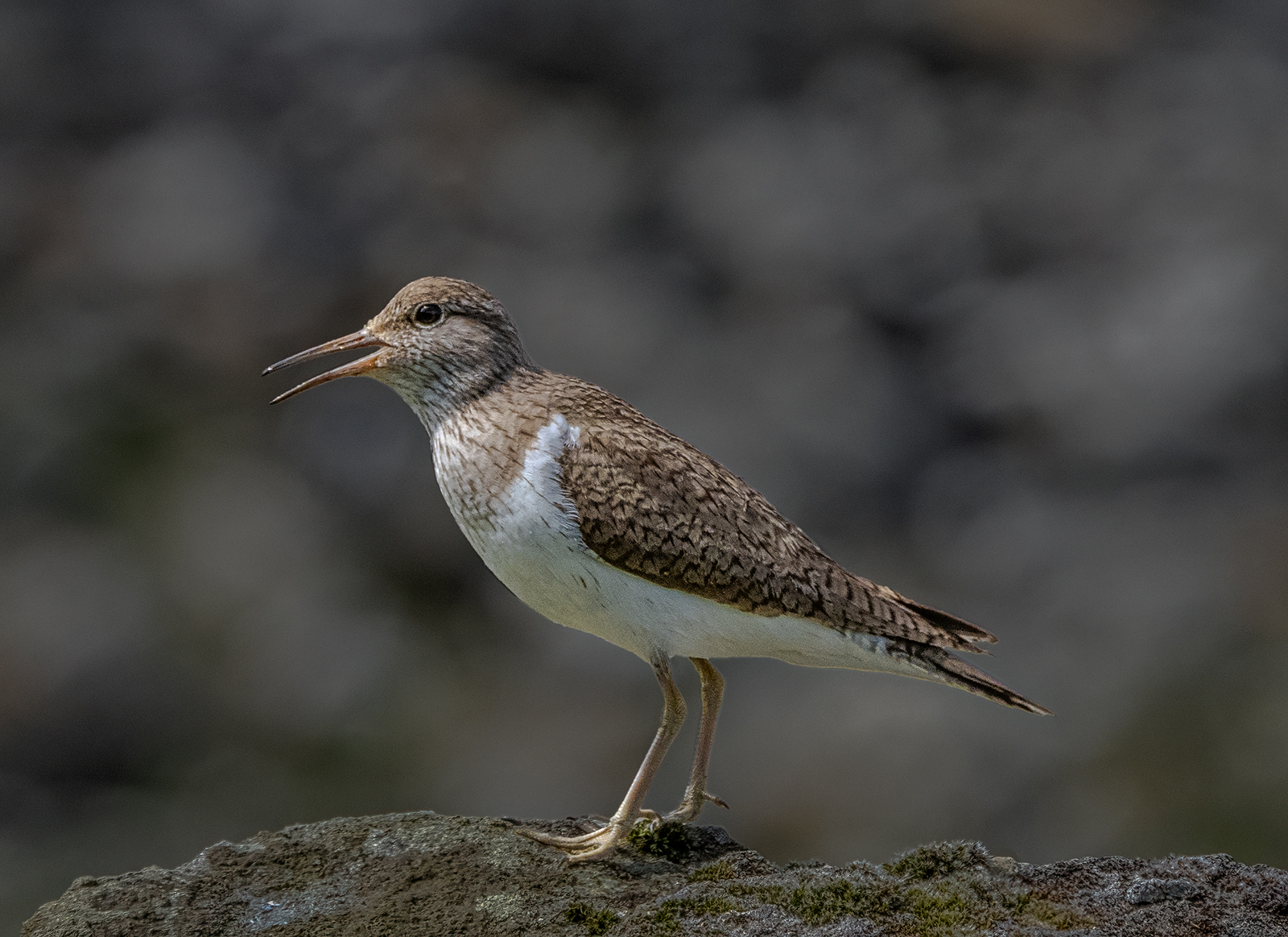 Common Sandpiper by Stuart Cahill