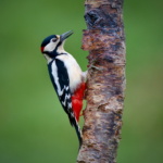 Great Spotted Woodpecker