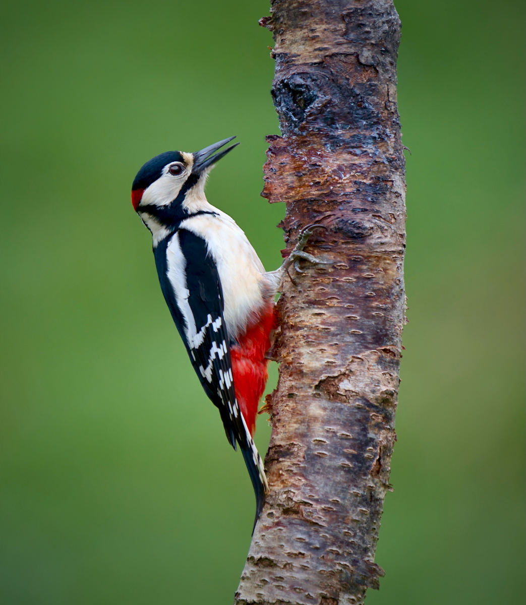 Commended in Nature Digital - Great Spotted Woodpecker by Chris Taylor