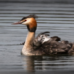 Great Crested Grebe Carrying Chicks
