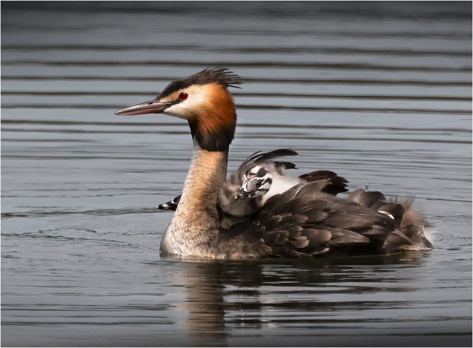 Highly Commended in Nature Digital - Great Crested Grebe Carrying Chicks by Mike Williamson