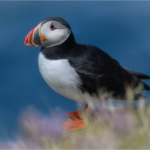 Puffin On The Edge