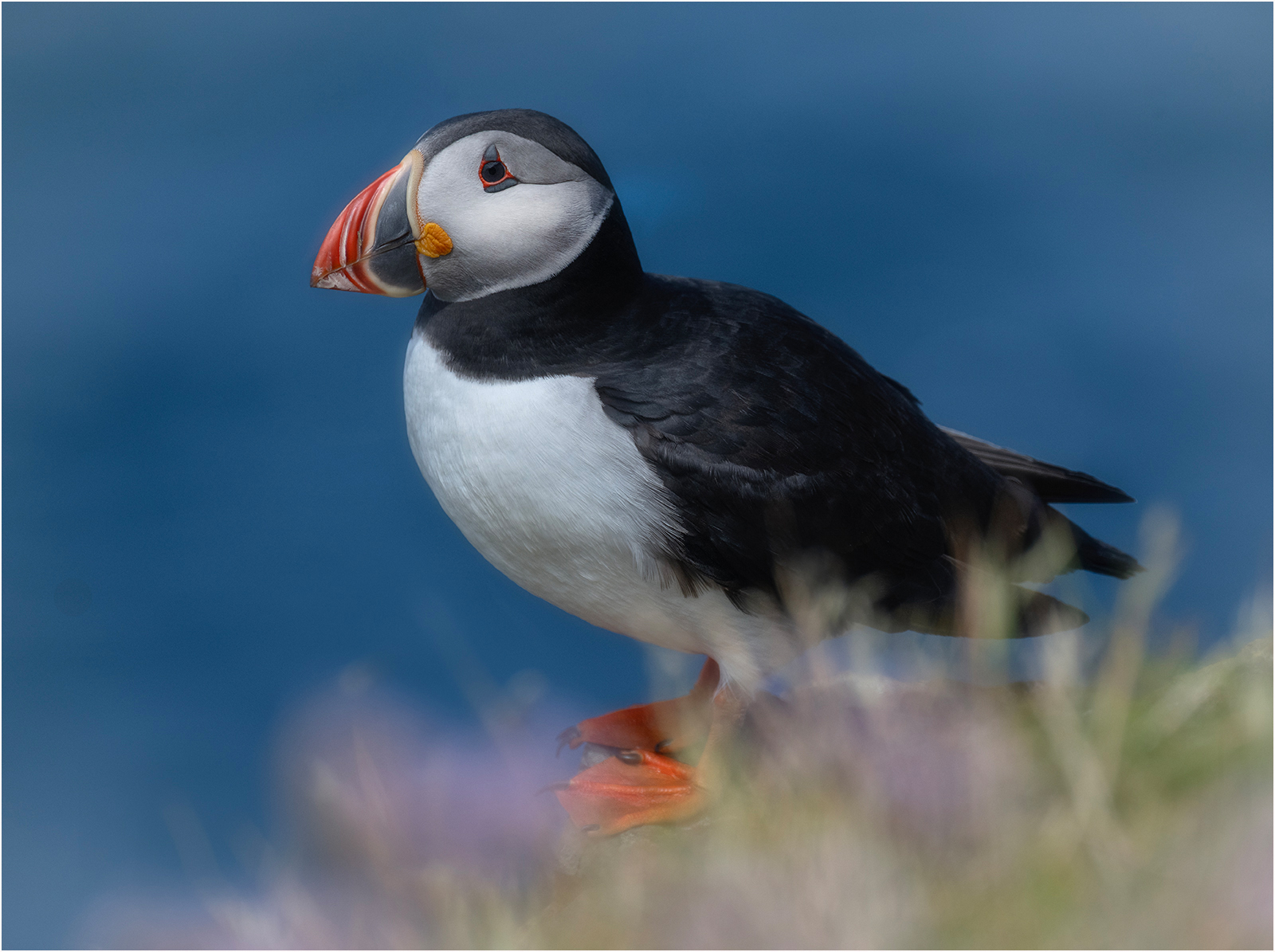 Commended in Nature Digital - Puffin On The Edge by Mike Williamson