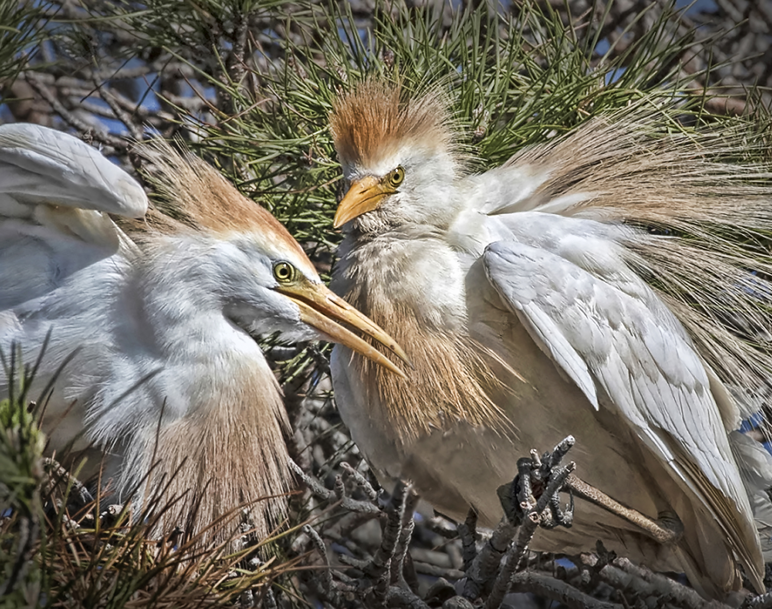 Highly Commended in Nature Digital - Cattle Egrets Squabbling by Brian Clark