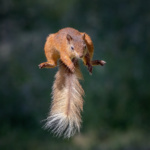 Jumping Squirrel
