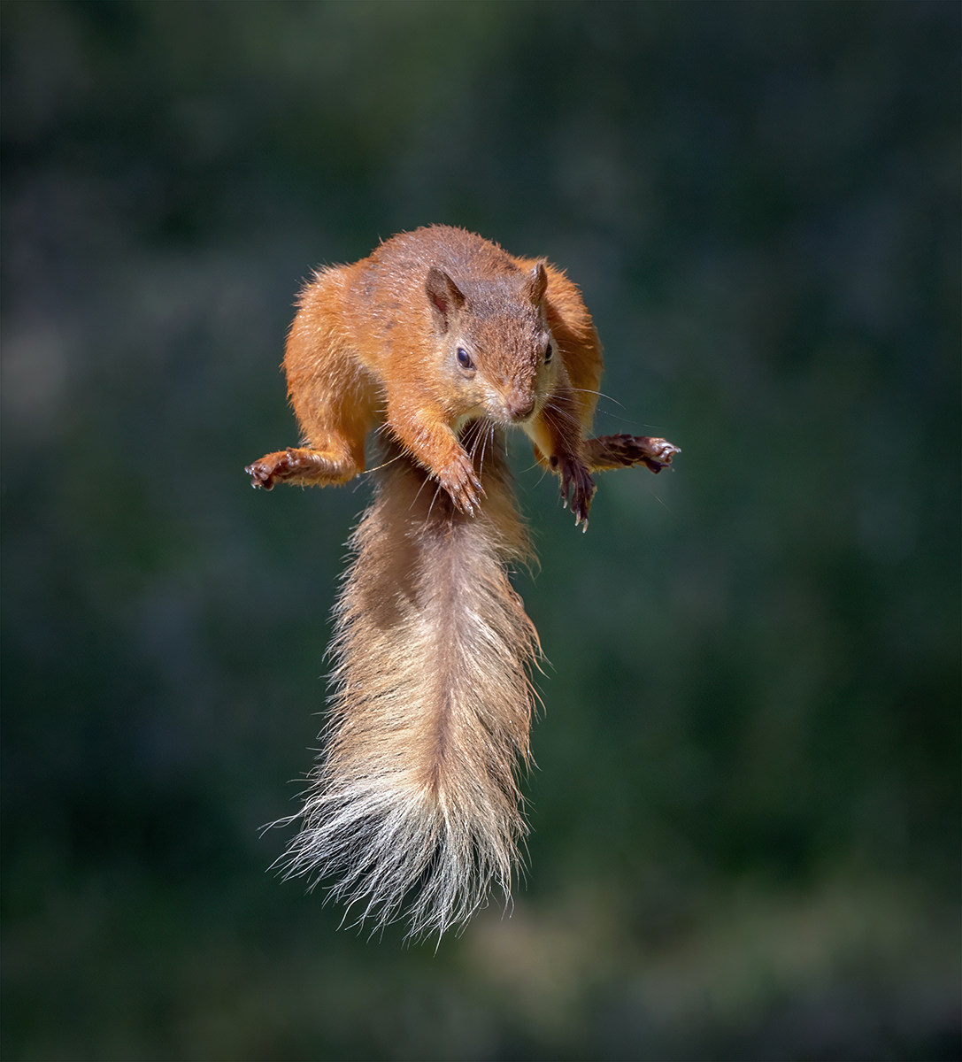 Highly Commended in Nature Digital - Jumping Squirrel by Gordon Watson