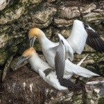 Mating Gannets