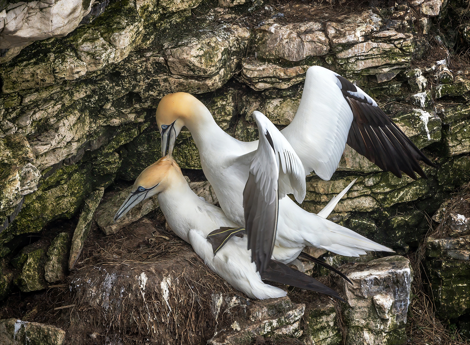 3rd Place in Nature Digital - Mating Gannets by Gordon Watson