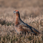 Grouse On Redmire Moor