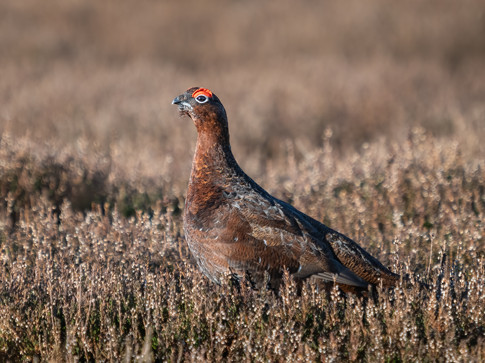 Commended in Nature Digital - Grouse On Redmire Moor by Carol Watson