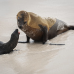 Galapagos Sea Lion With Newborn