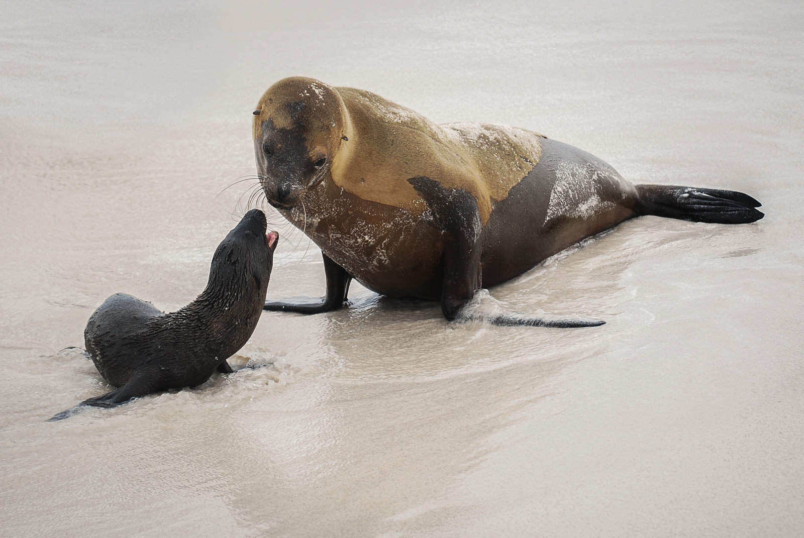 Highly Commended in Nature Digital - Galapagos Sea Lion With Newborn by Mary Kirkby