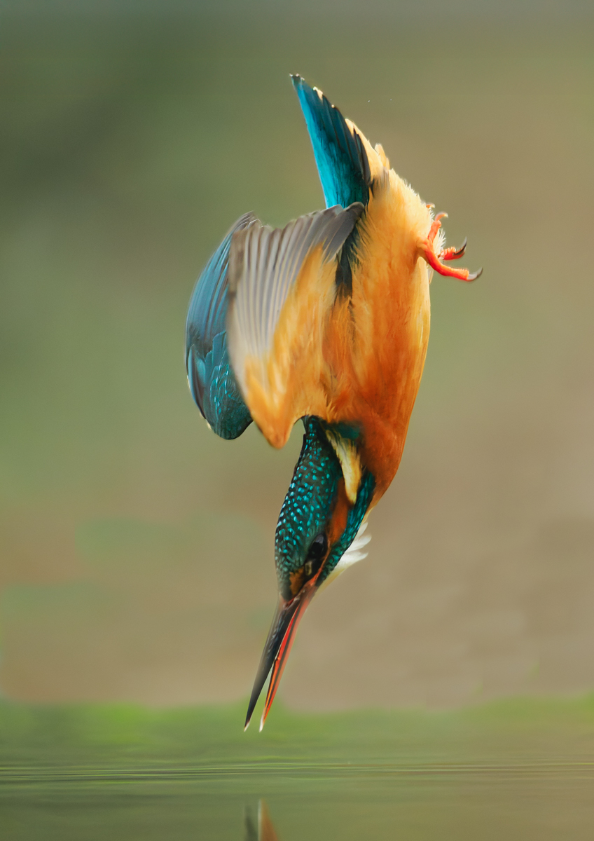 Highly Commended in Nature Digital - Just Before Impact by Bill Breckenridge