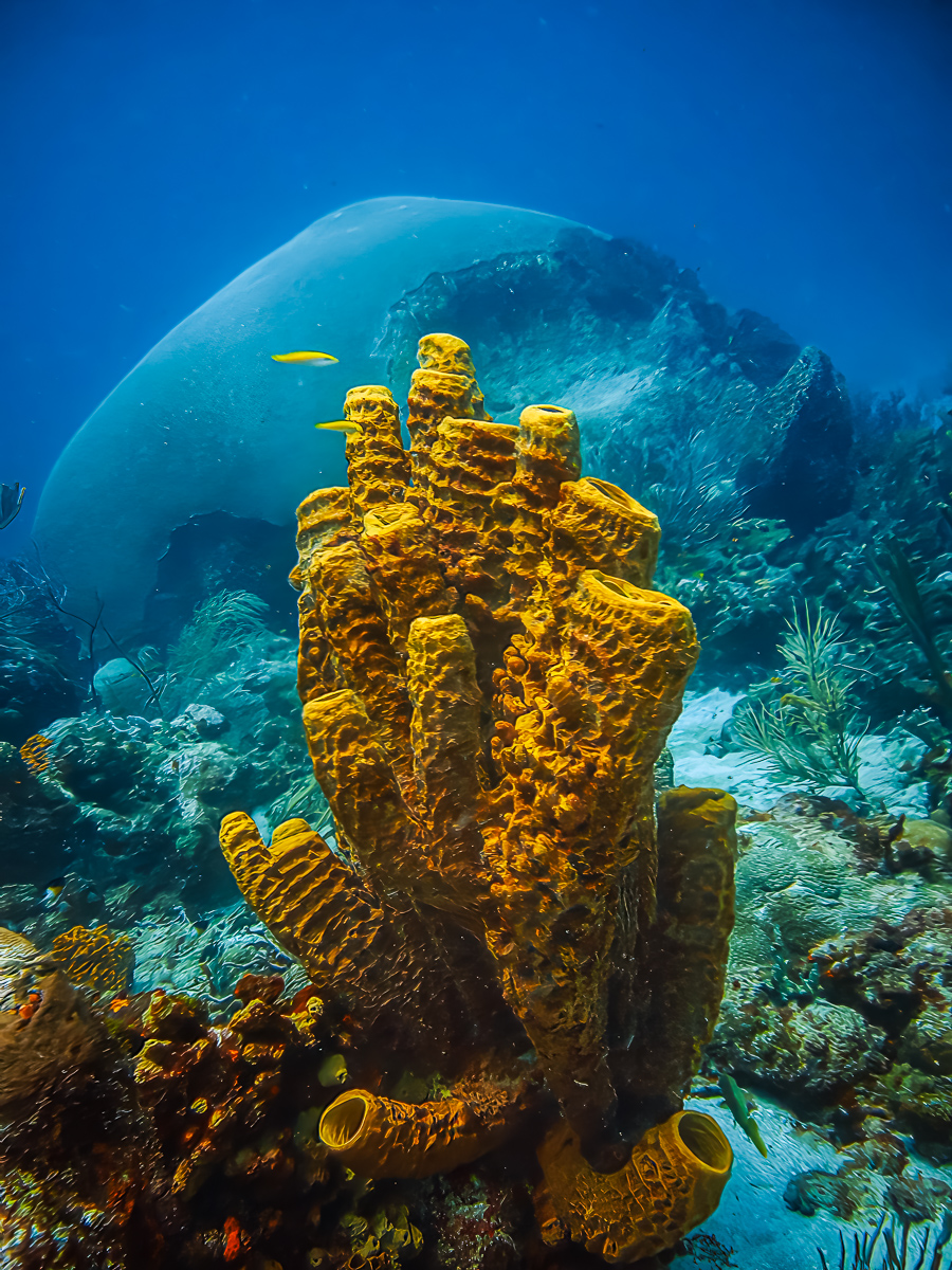 2nd Place in Nature Digital - Brain Coral With Yellow Tube Sponge by Graham Barker