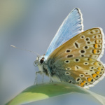 Common Blue