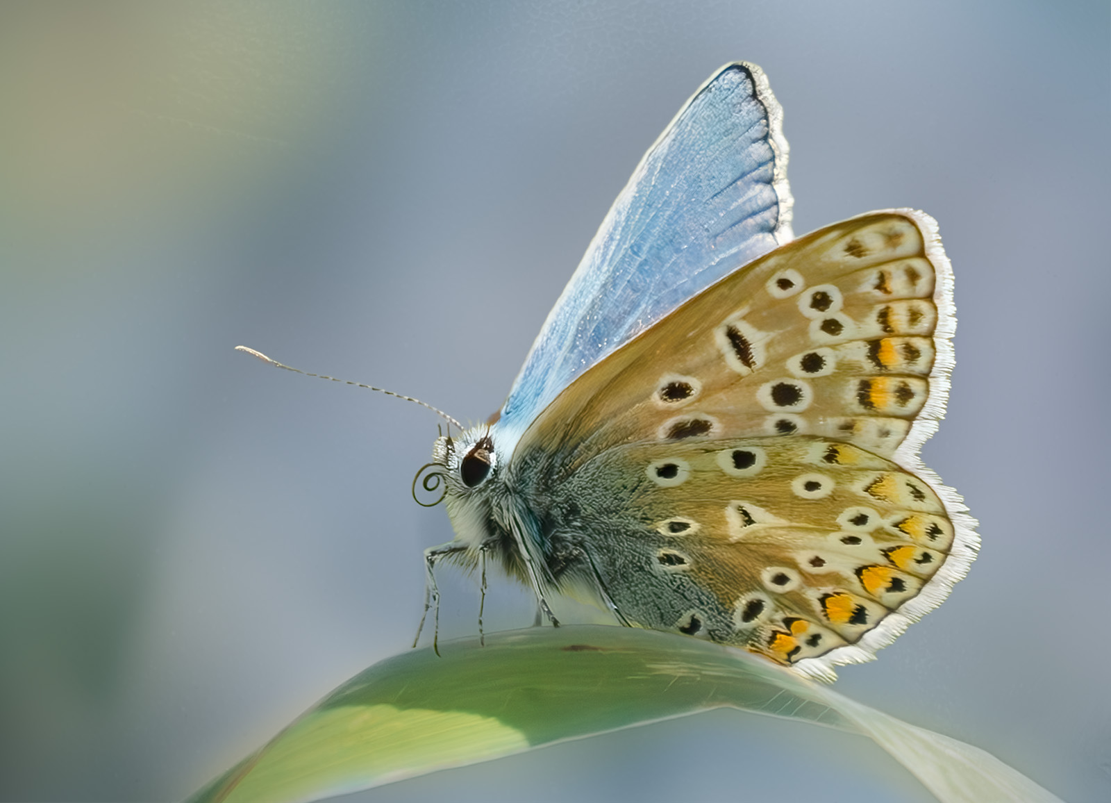 Commended in Nature Digital - Common Blue by Margaret Keane