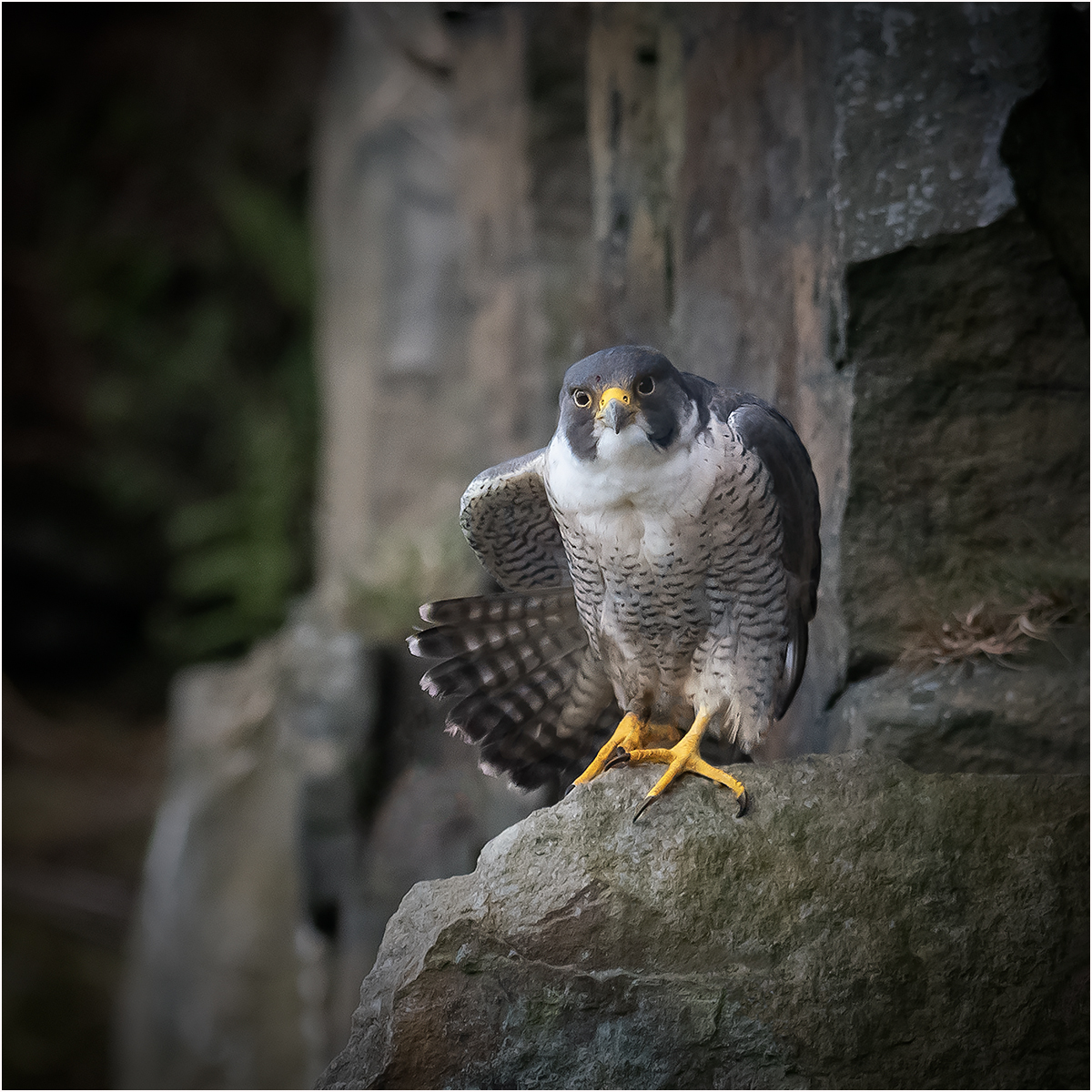 1st Place in Nature Print - Peregrine Falcon by Mike Williamson