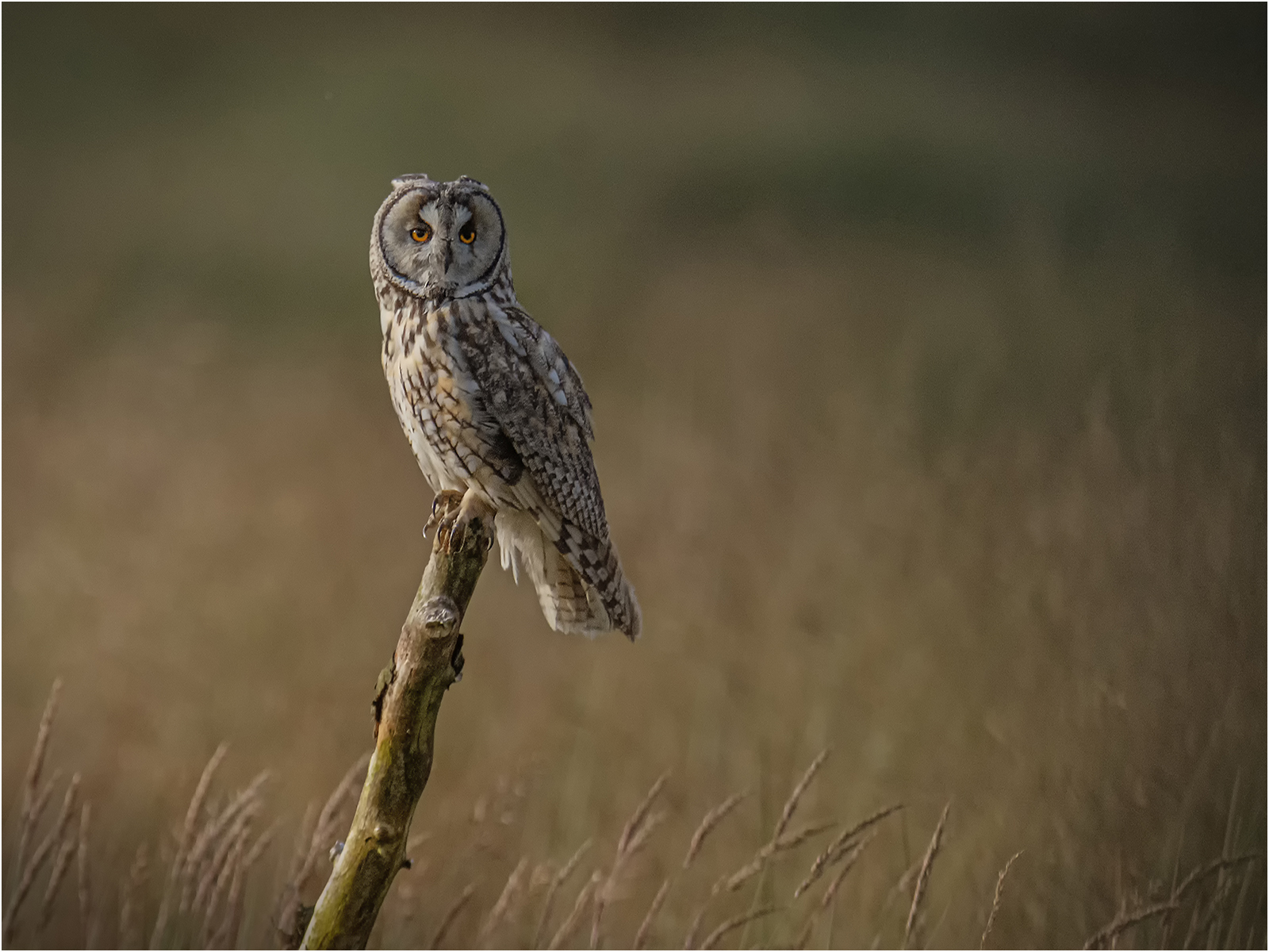 2nd Place in Nature Print - Long Eared Owl At Dusk by Mike Williamson