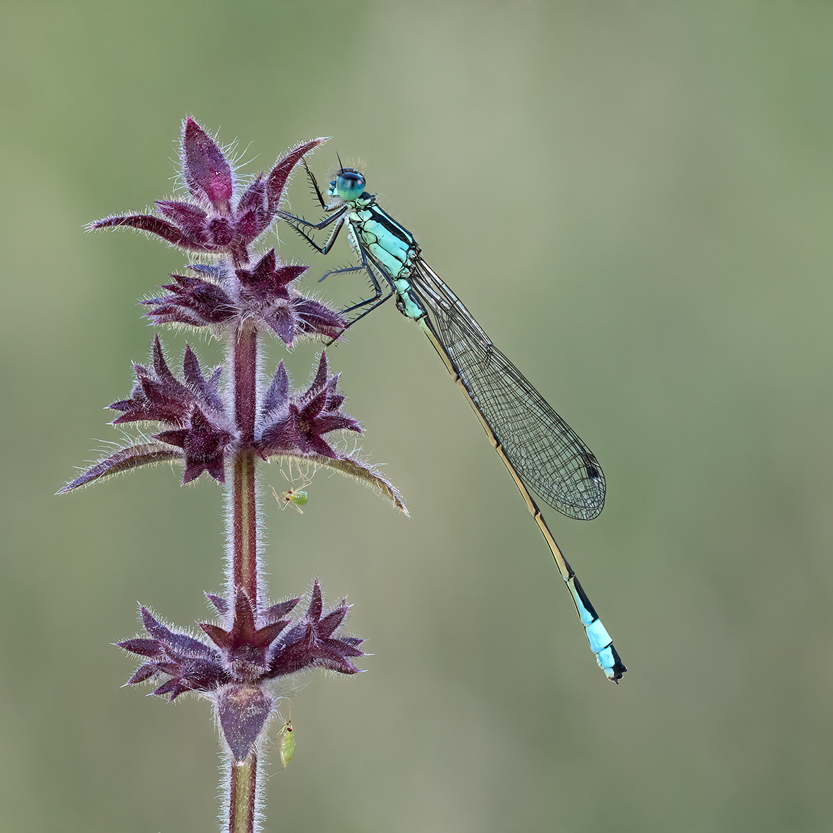 Highly Commended in Nature Print - Blue Tailed Damselfly by Carol Watson