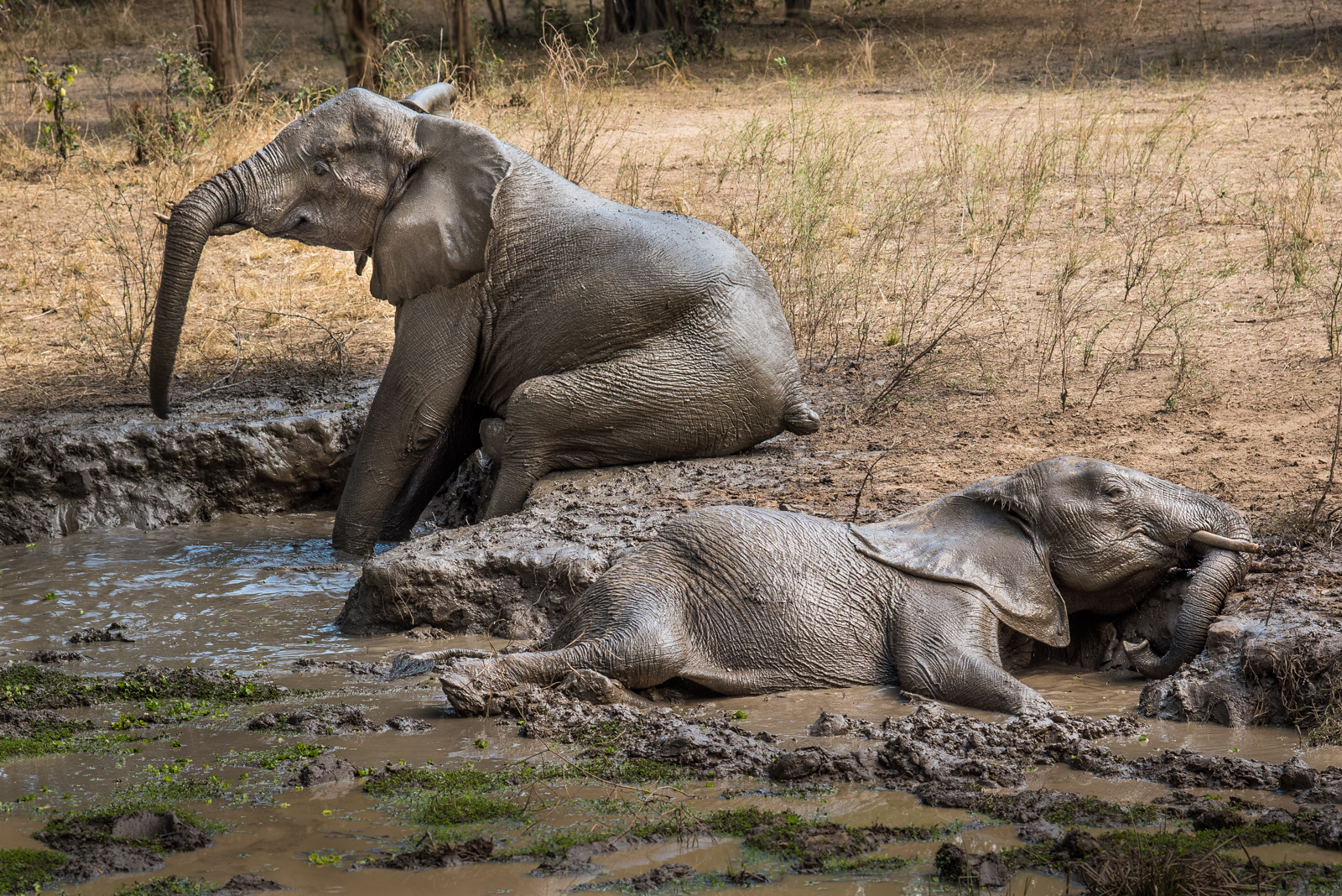 3rd Place in Nature Print - Elephants In Mud Glorious Mud by Mary Kirkby