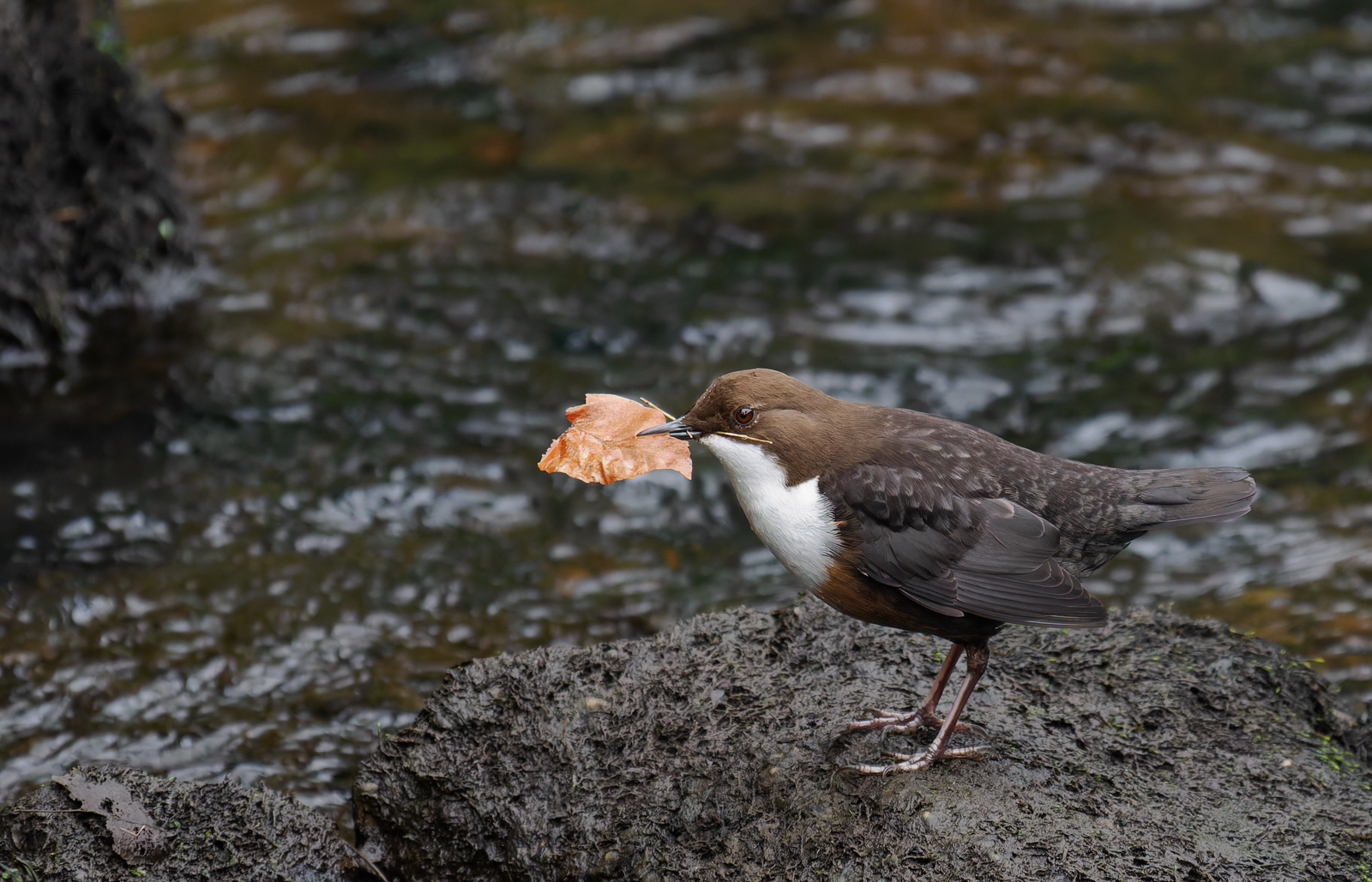 Highly Commended in Nature Print - Dipper Nest Building by Bill Breckenridge