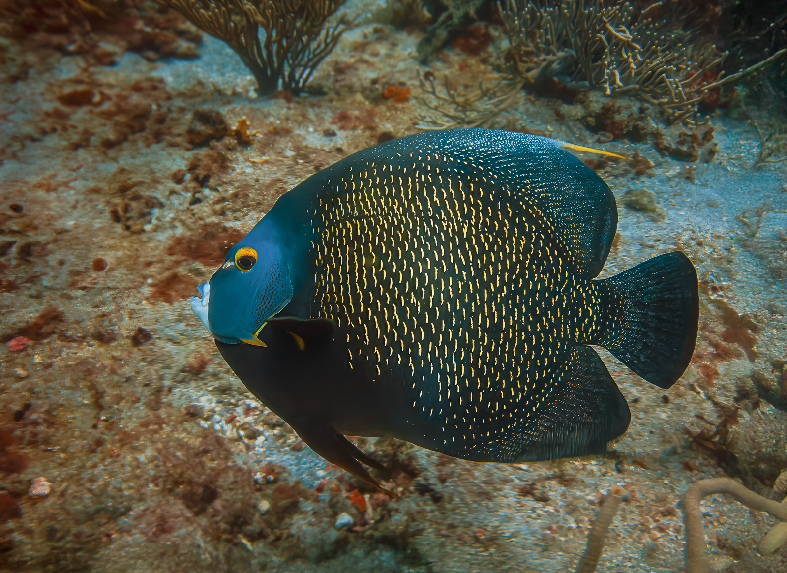 Commended in Nature Print - French Angelfish by Graham Barker