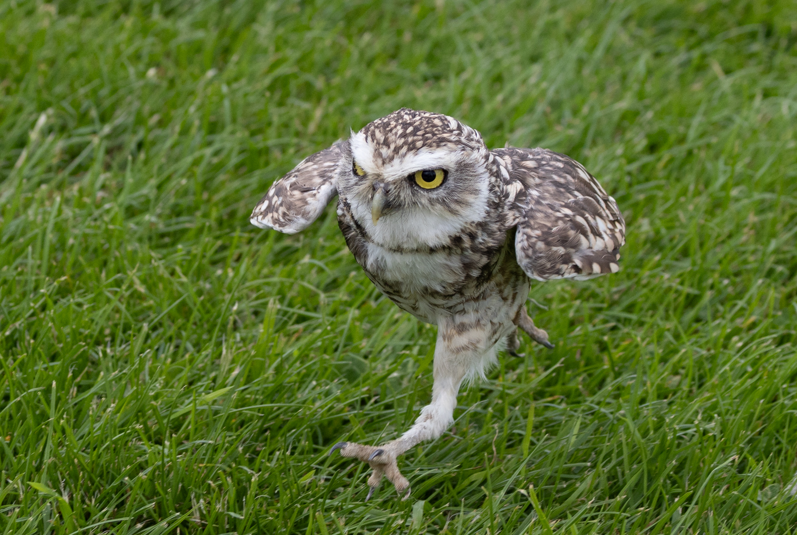 Commended in Nature Print - Owl In A Hurry by Peter Darby