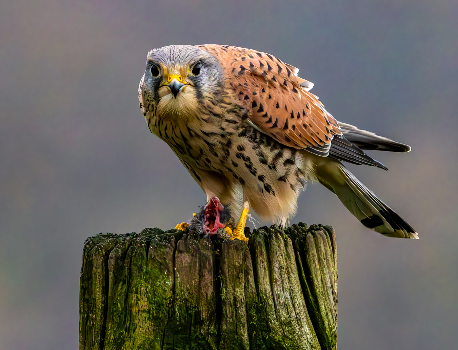 Highly Commended in Nature Print - Kestrel With Mouse by Peter Darby