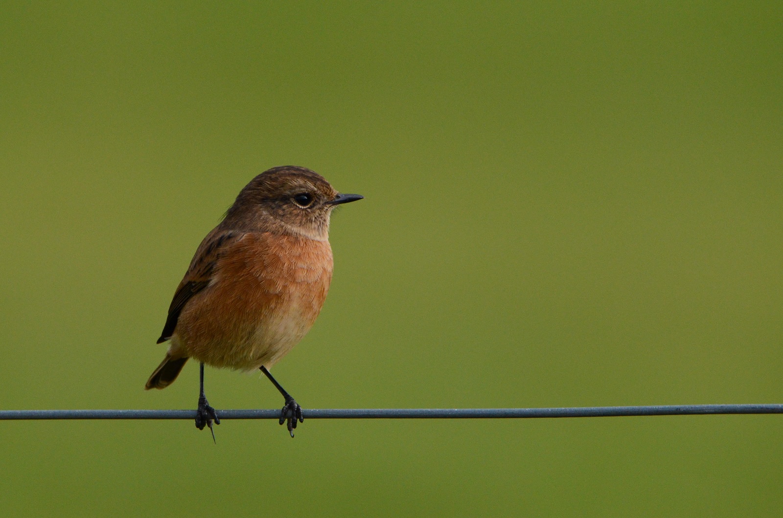 Female Stonechat