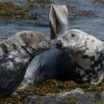 Give Us A Kiss