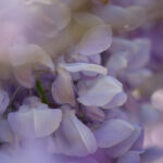 Wisteria Sinensis