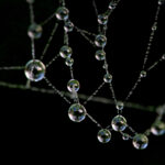 Jewelled Web