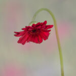 Drooping Delight