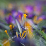 Crocus Stamen