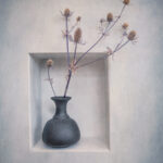 Dried Sea Holly