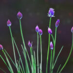 Chives