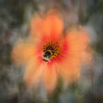 Pollination