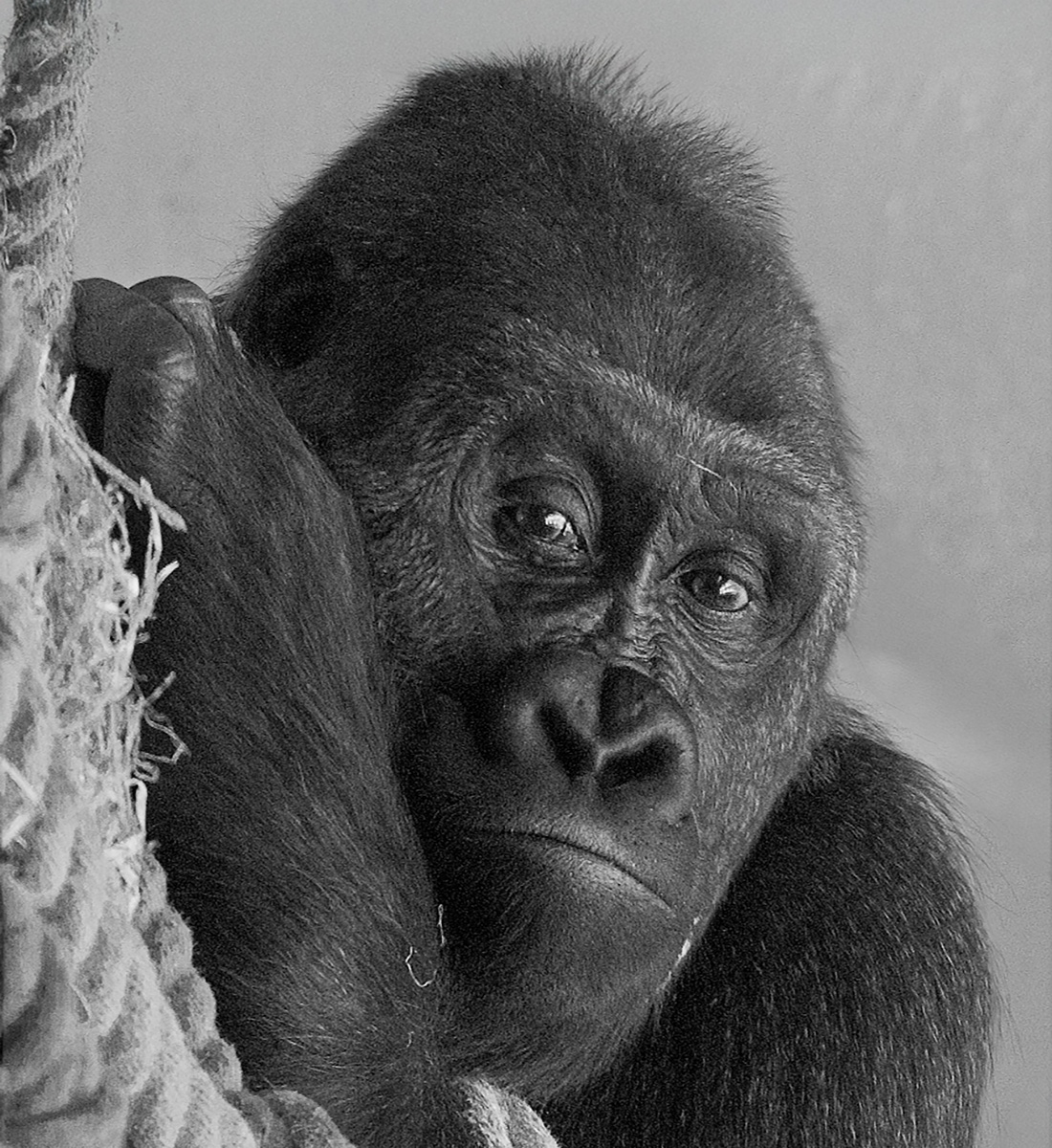Gorilla by Karen Jackman