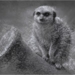 Animal Etchings