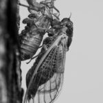 Cicada Emergence