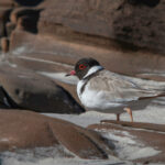 Hooded Plover