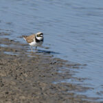 Little Ringed Plover