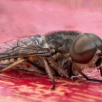 Horsefly