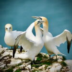 Gannets
