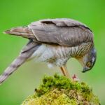 Sparrow Hawk