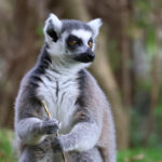 Leering Lemur