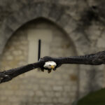 Guardian Of The Castle